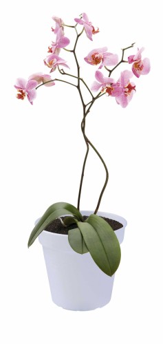 ELHO GREEN BASICS DONICZKA DO ORCHIDEI 13CM PRZEZROCZYSTA