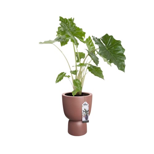 ELHO PURE COUPE 35CM DONICA RÓŻOWY BRĄZ