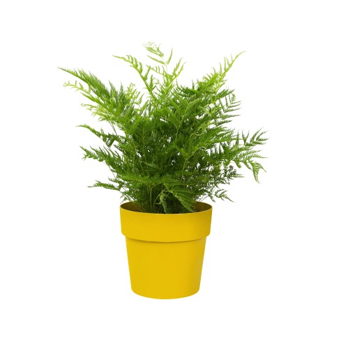 ELHO B.FOR ORIGINAL OKRĄGŁA OSŁONKA 16CM ŻÓŁTA