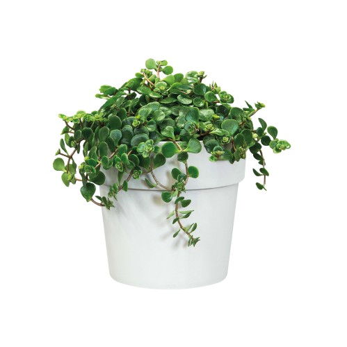 ELHO B.FOR ORIGINAL OKRĄGŁA OSŁONKA 16CM BIAŁA
