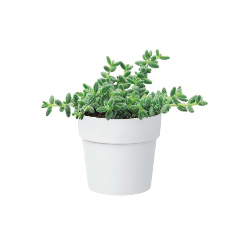 ELHO B.FOR ORIGINAL MINI OKRĄGŁA OSŁONKA 11CM BIAŁA